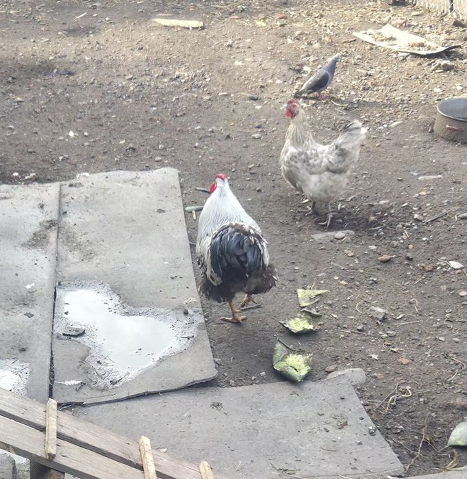 Cocoș de Vânzare