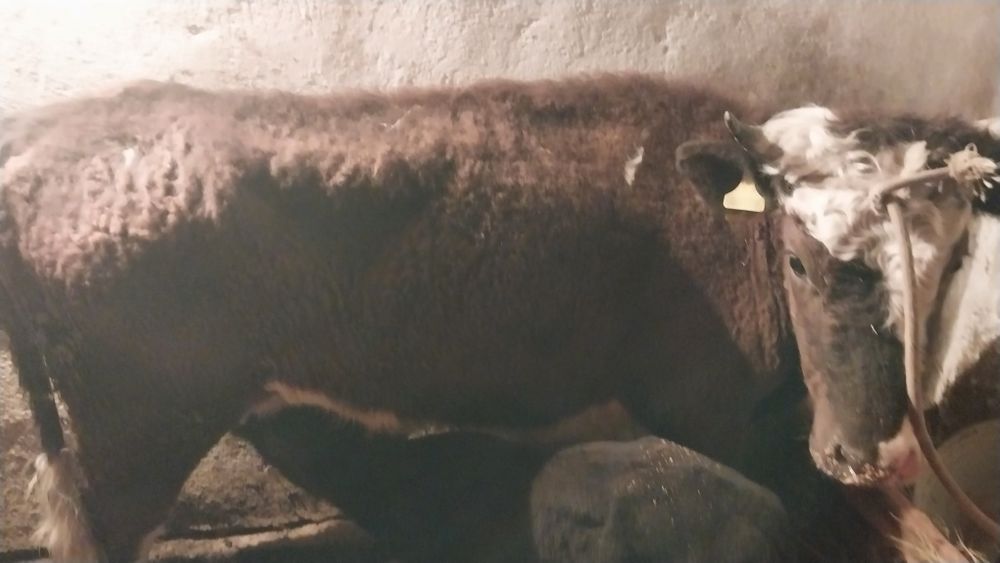 Сиыр сатылады бұзауымен