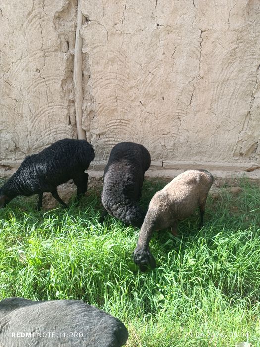 Кучкор барра киргиз элита сим жун