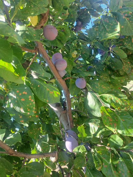 Prune de masă centenar