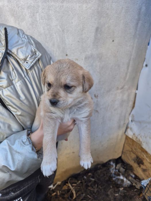 Pui de căței pentru adopție – caută familii responsabile