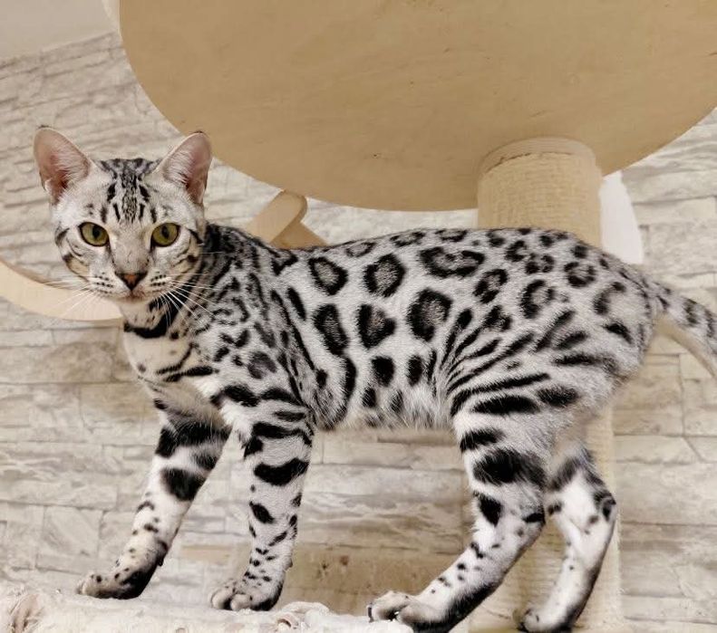Серебристые БЕНГАЛЬСКИЕ котята