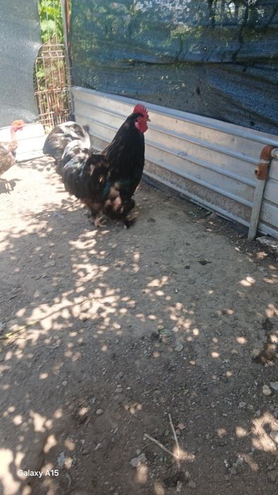 Cocos de vânzare an com Schitu GRECI lapretul de 120negociabil prețul de 120
