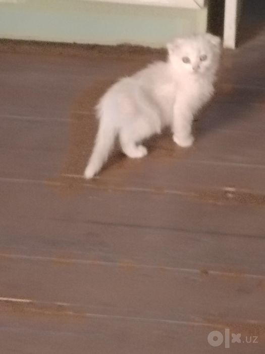 Котята белоснежные
