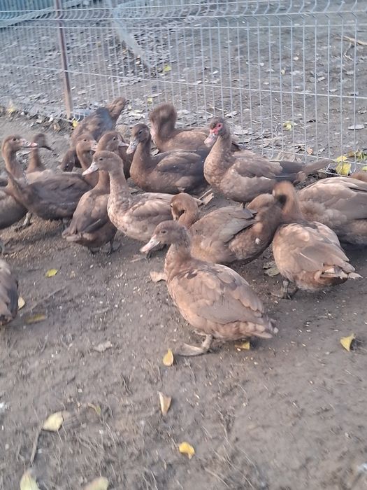 Rate mute, trimit în țară