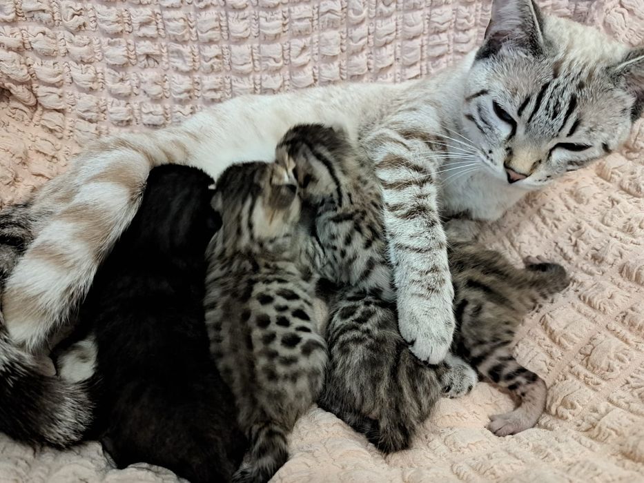 Бенгальские котята