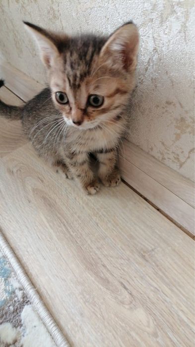 Пристраивается котенок