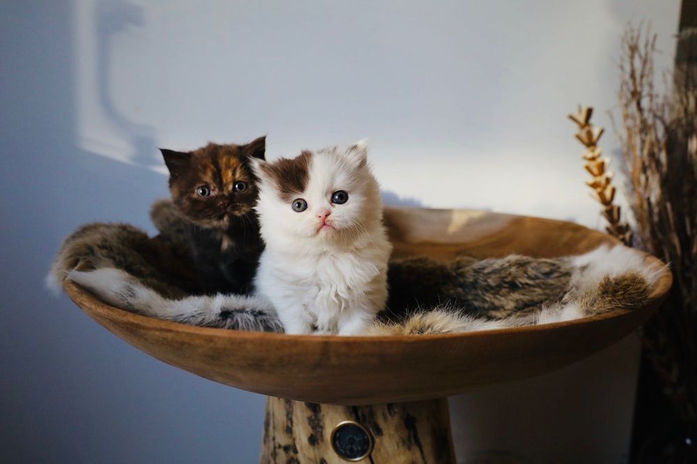 Brits langhaar kittens