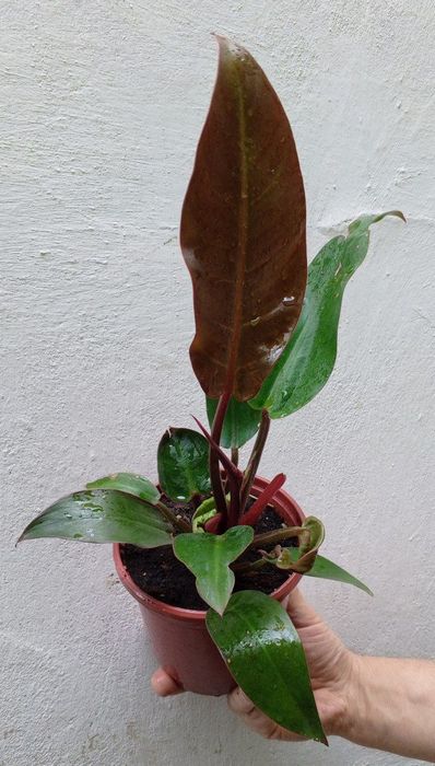 Филодендроны Philodendron ‘Prince of Orange’. Цветы для дома и офиса