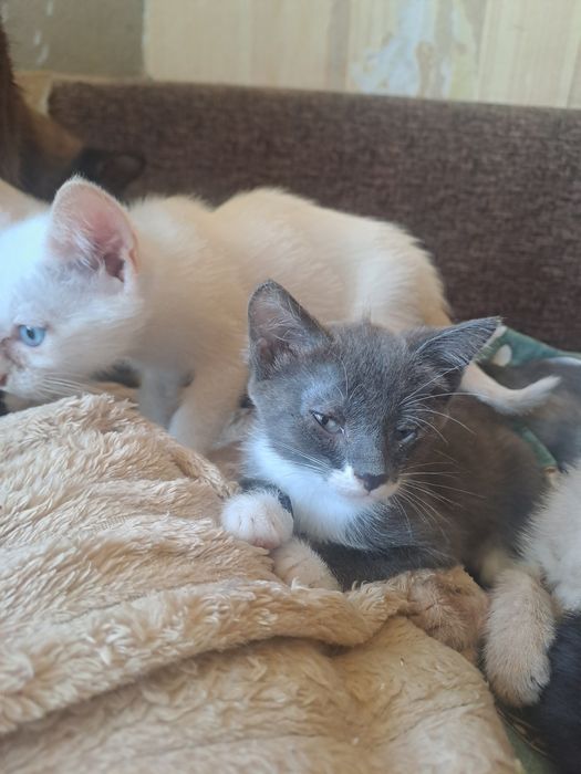 Отдам котят марғаулар