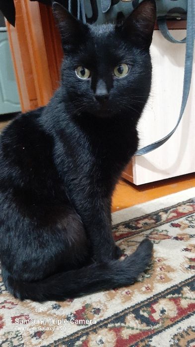 Отдам в хорошие руки  кота