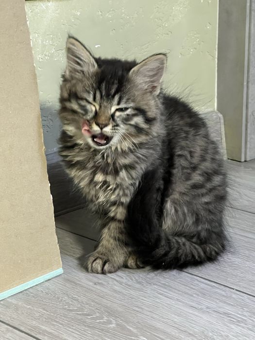 Малышка ищет семью!