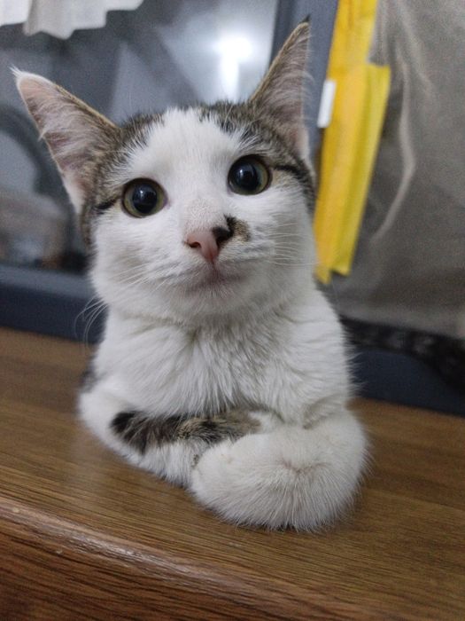 Отдадим котенка в хорошик руки