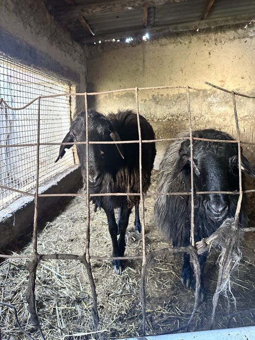 Обмен Кочкар на ягнят