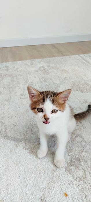 Британский котенок