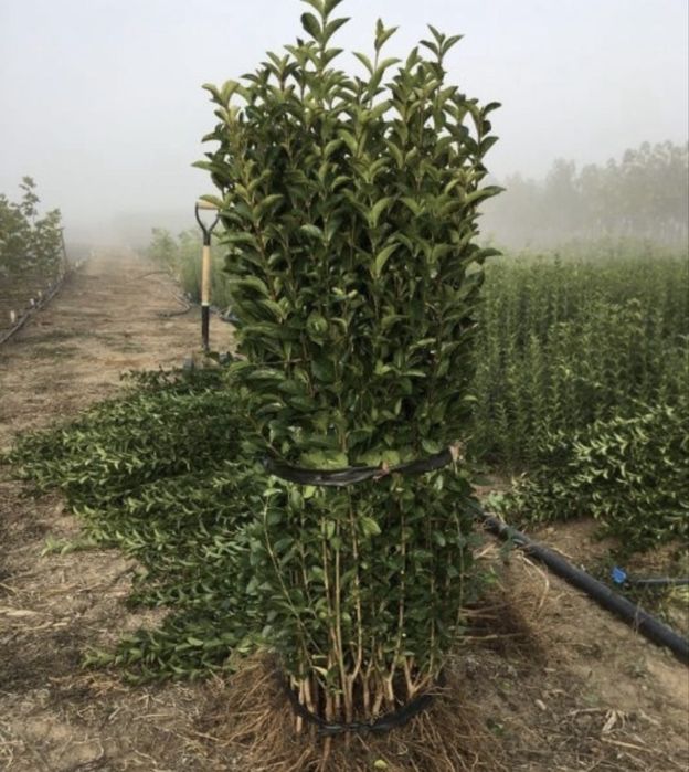 Lemn cainesc , gard viu