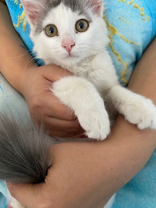 Котенык коасивыи