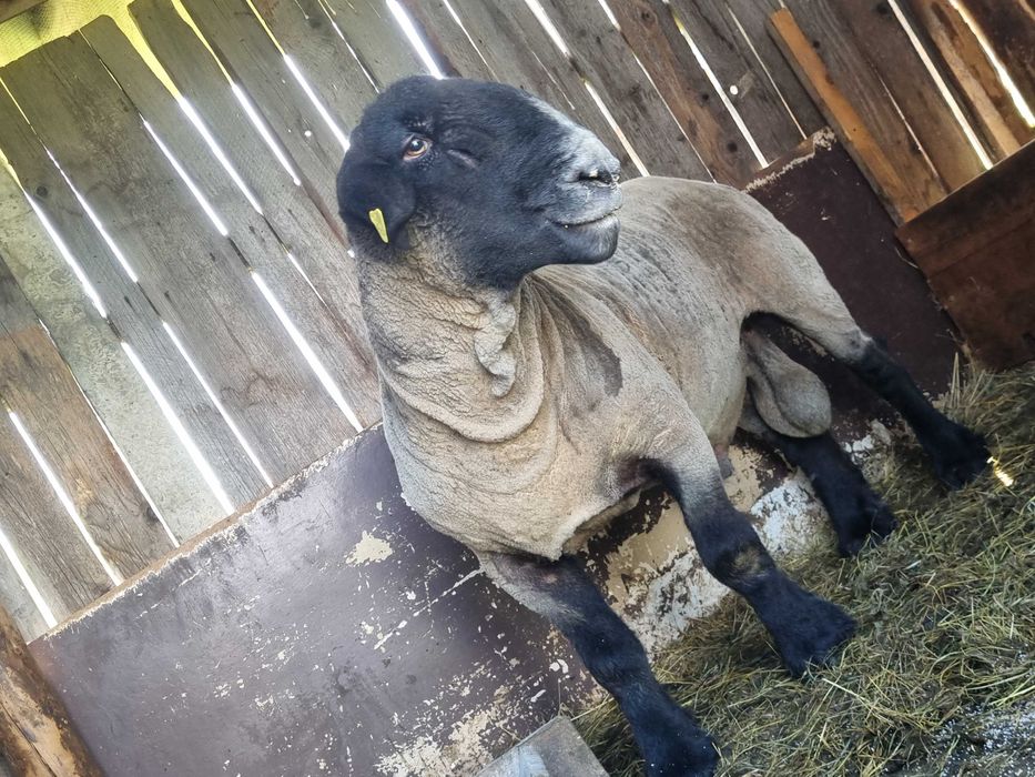 Berbec Suffolk cu Pedigree