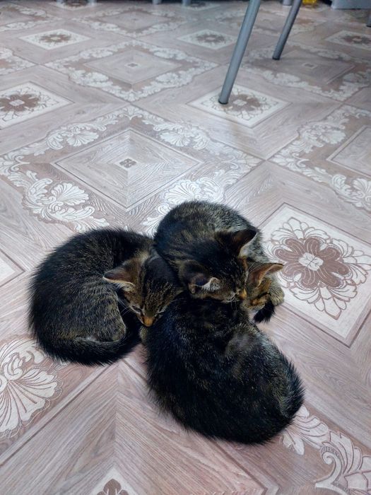 Отдадим котиков.