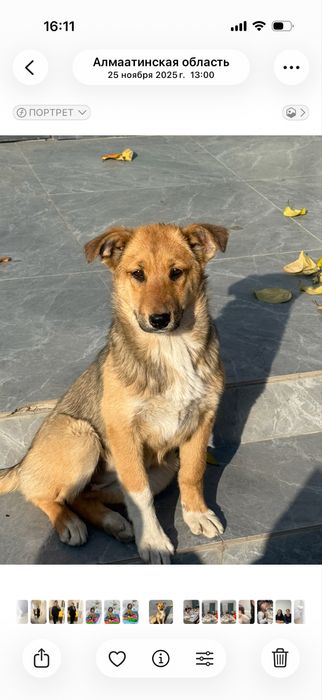 Отдам в хорошие руки Алматы