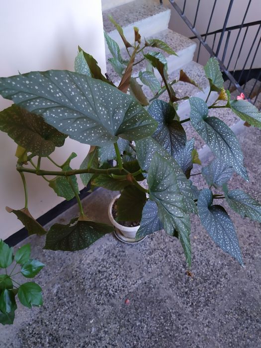 ПРОДАМ красиви цветя