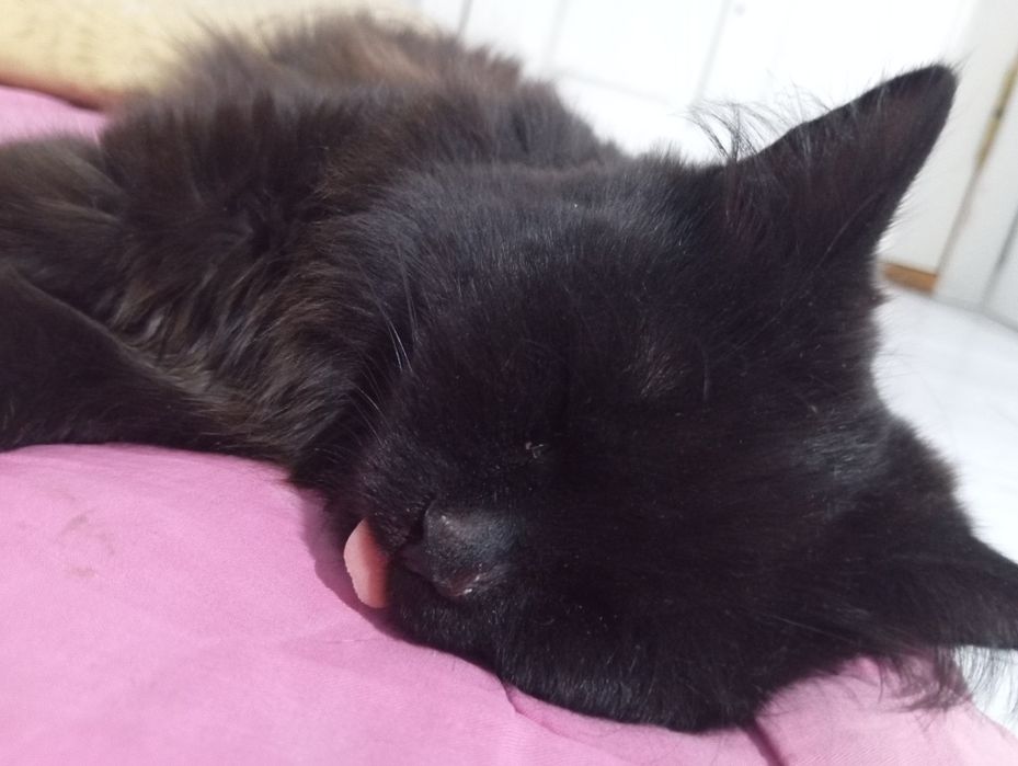 Отдам Чернышку в добрые руки