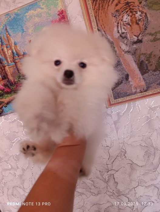 Щенок Померанский шпиц мини девочка