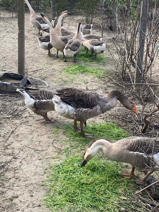 Gaste lesesti - romanesti