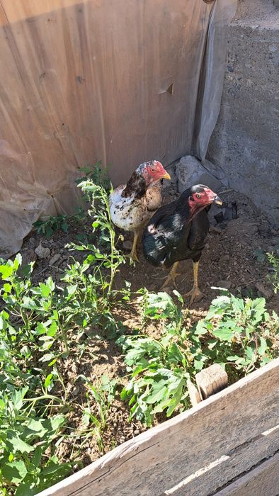 Дакан товуклар турли хил зотлар