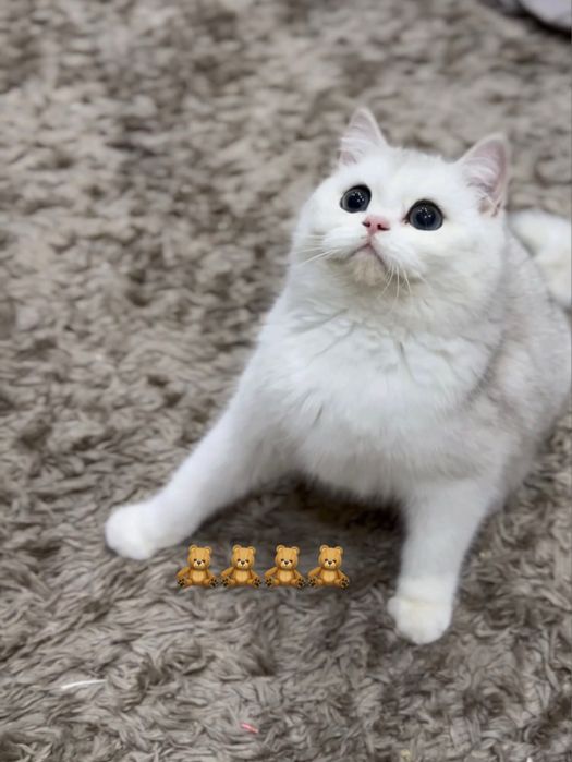 Серебристый мальчик шиншилла тоза кон