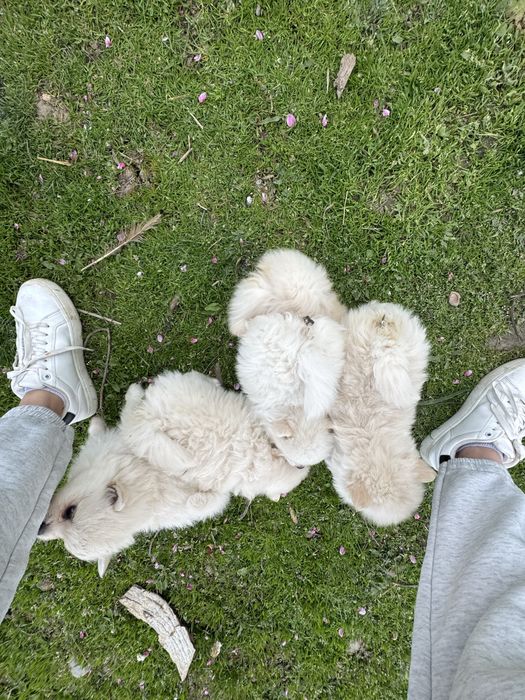 Мини померани