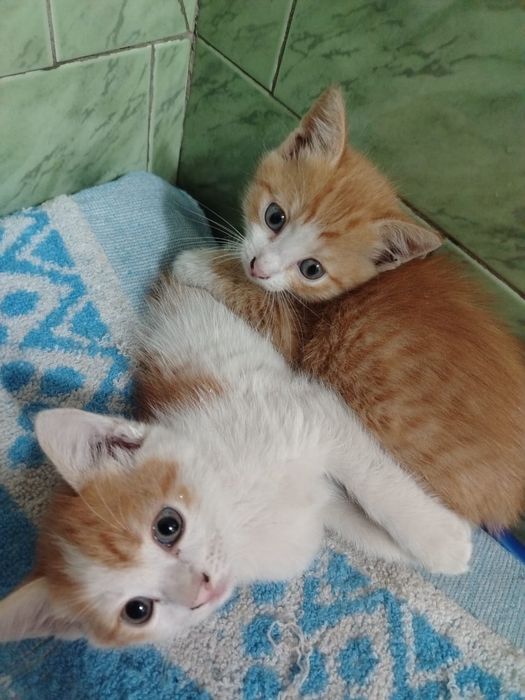 Отдам котят, мальчики