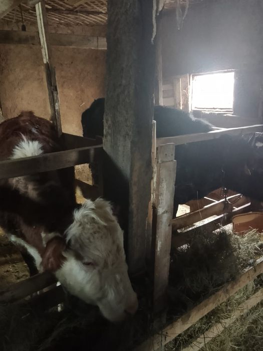 Продам жирных телок