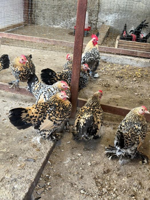 Disponibile 2 familii mii de flori lemon