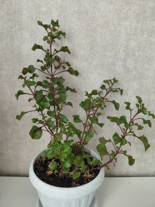 Распродажа цветов. 2000,  800