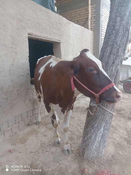 Qisir mol sotladi