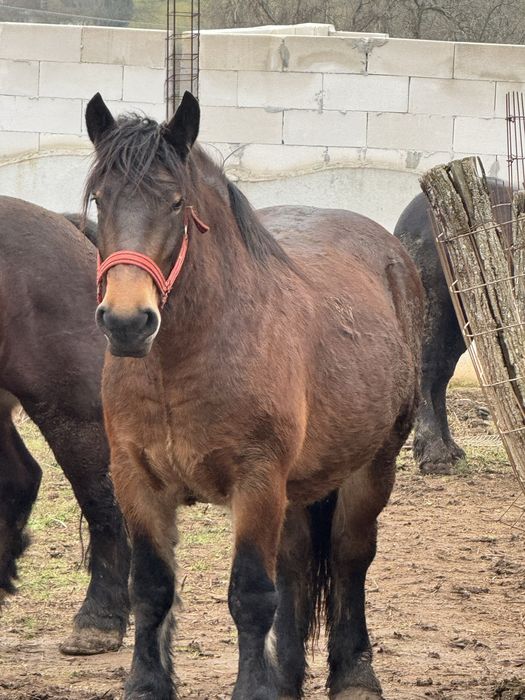 Vand manza murga de 3 ani gestanta sau schimb cu vaci