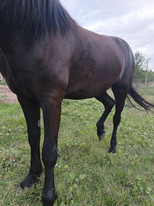 Vînd iapă de 3 anii blîndă iapa nu zvîrle ie cuminte trage foarte bine acest ori ce probă