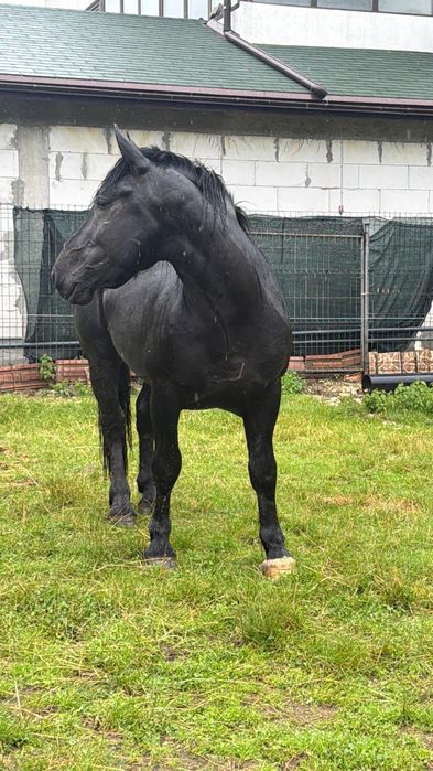 Armasar negru in  varsta de 2 ani