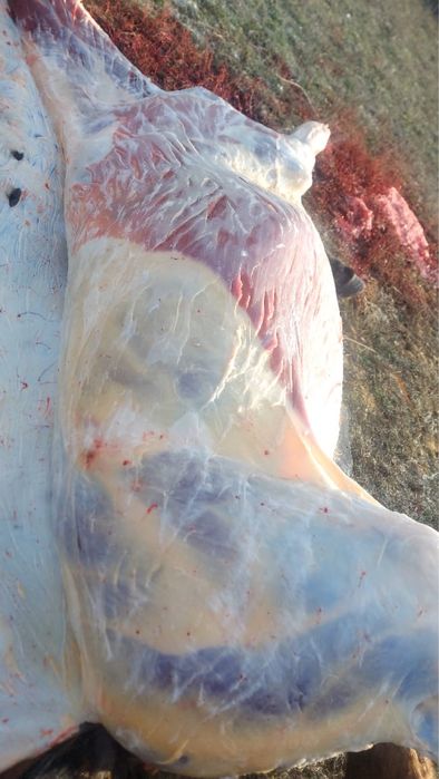 Жабағылар соғымға сатылады