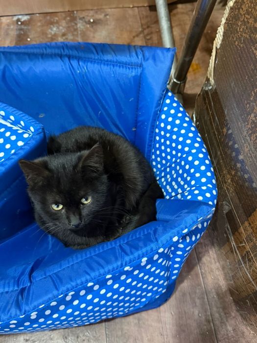 Кошка в добрые руки