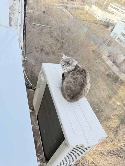 Отдам кошку Ням