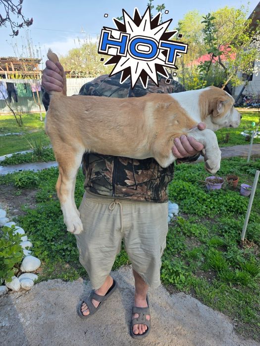 Продам щенка девочка 1 числа будет 4 месяца