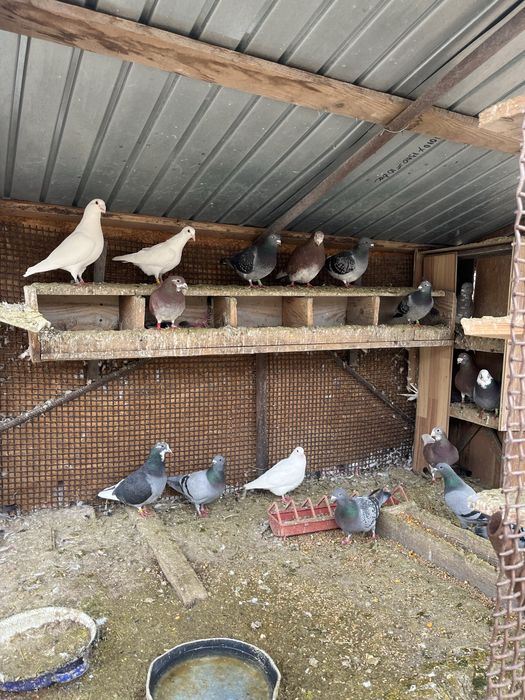 vand sau schimb porumbei