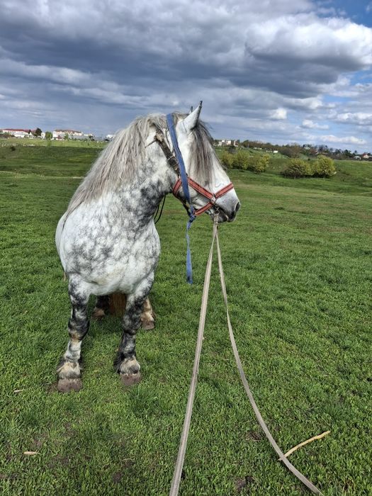 Armăsar 6 ani cu stanță de Ungaria
