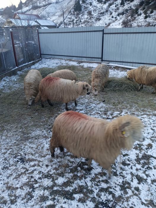 Vind 6 oi tinere Dămuc două buc la prima fătare și patru buc la a doua