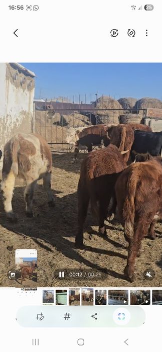 Саманта Андерсон қара жігітпен порно