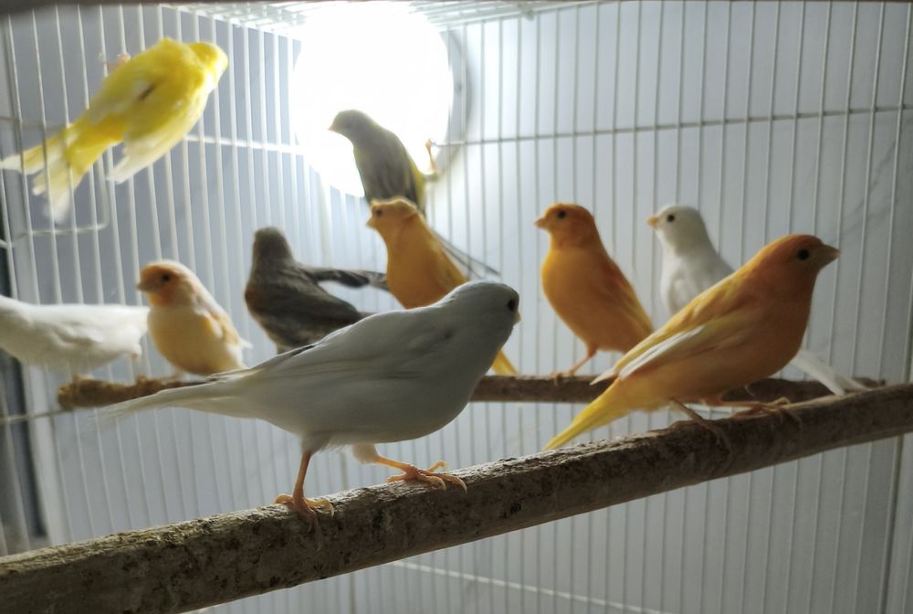 Поющие кенары разного цвета