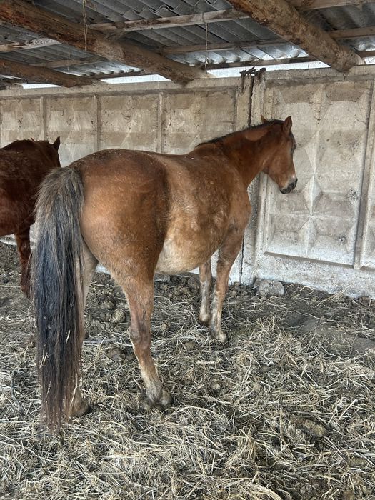 Кобылы с откорма