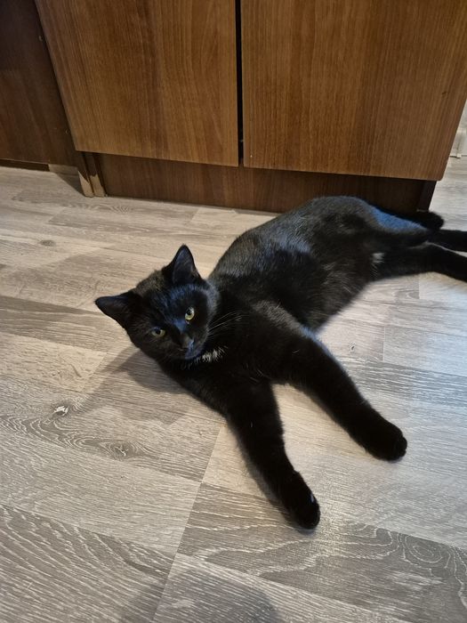 Ищу добрые руки для кошки (девочка)